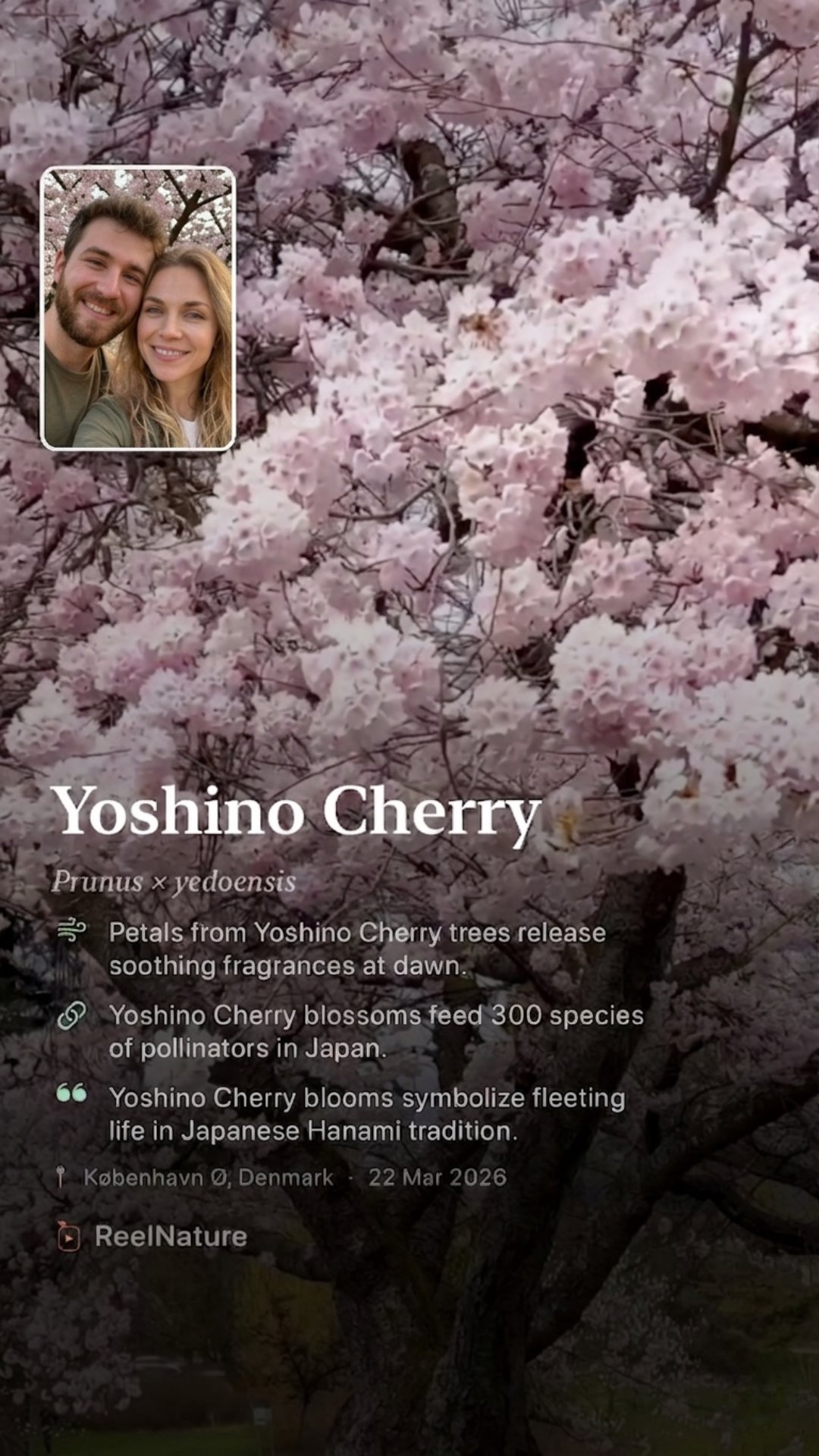 ReelNature Discovery Card — Yoshino Cherry, Prunus × yedoensis, København, Denmark